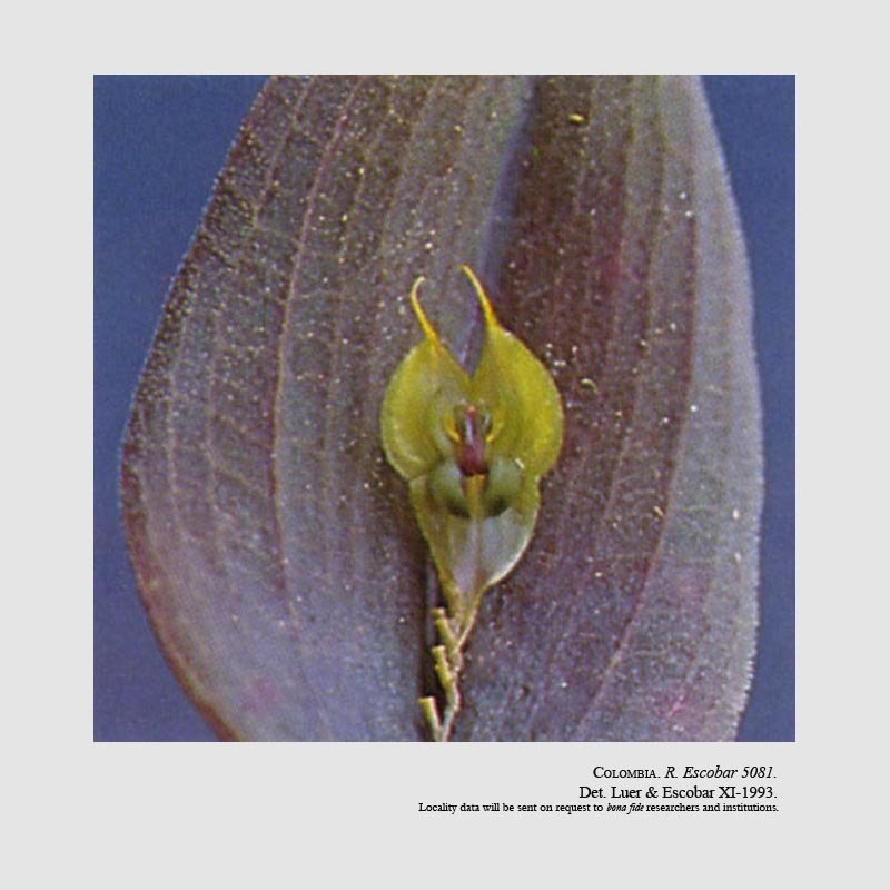 Lepanthes cincinnata